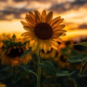 Meet your Posher, Cailea